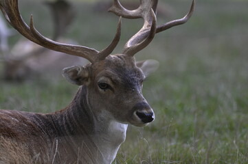 deer in the forest