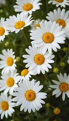 White daisy flower
