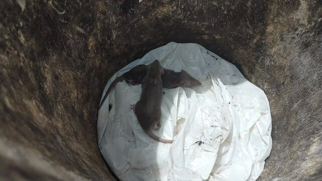Mouse video. mouse in the trash. a rat trapped in a trash can. Rats eating in the trash
