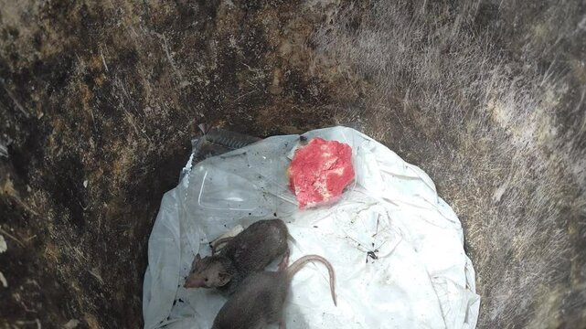 Mouse video. mouse in the trash. a rat trapped in a trash can. Rats eating in the trash