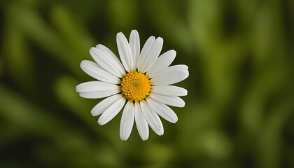Obraz premium White daisy flower