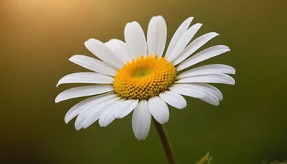 Obraz premium White daisy flower