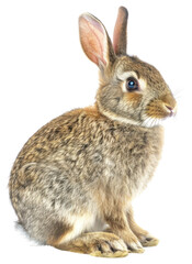 Fototapeta premium PNG Realistic rabbit illustration with
