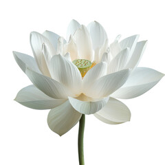 Fototapeta premium Elegant White Lotus Flower in Bloom Displaying Natural Beauty and Serenity for Nature Lovers