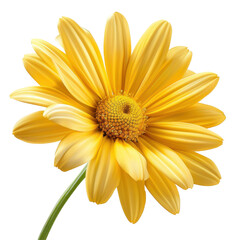 Obraz premium Vibrant Yellow Daisy Blooming Brightly in Natural Light Against a Black Background