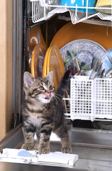 CHATON DANGER DOMESTIQUE