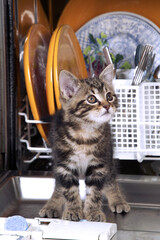 CHATON DANGER DOMESTIQUE