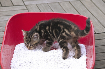 CHATON TOILETTE