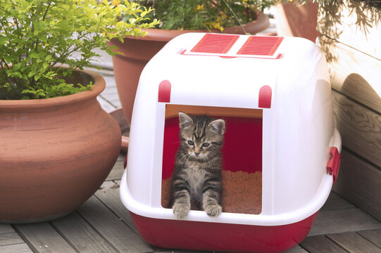 CHATON TOILETTE