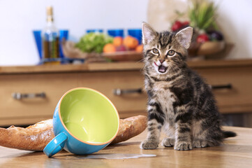 CHATON  PETIT DEJEUNER