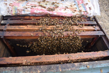 nice Wooden box beehives and painted vibrant colours used by bees as a home colony for honey production,honey bees showing the process of honey production in a hive where the frames are filled