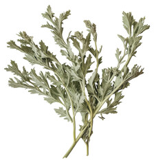 Fototapeta premium Detailed Study of Artemisia Wormwood for Herbal Applications on Transparent Background