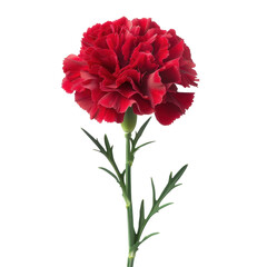 Stunning Close-Up of a Vibrant Red Carnation Flower Highlighting Nature's Beauty and Detail