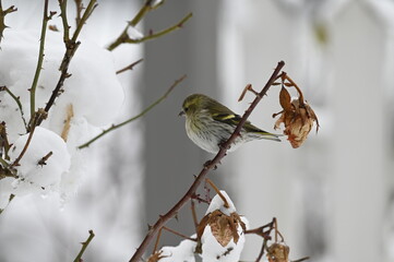 sparrow on branch
