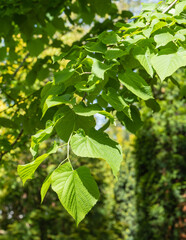 Obraz premium Natural concept of spring, beginning of a new life. Bright green leaves of linden Tilia caucasica on blurred background of evergreens. Selective focus.