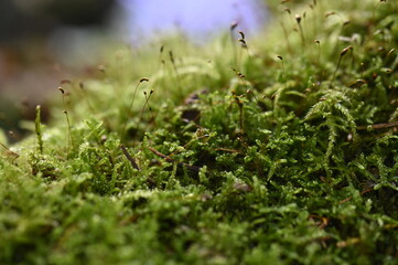 moss on the grass