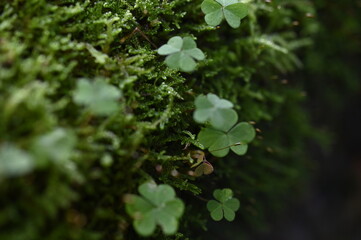 clover
