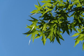 Liquidambar styraciflua or American sweet gum. Branch of an amber tree with carved leaves glows against the blue summer sky. Clear sunny day in landscaped garden. Nature concept for design.