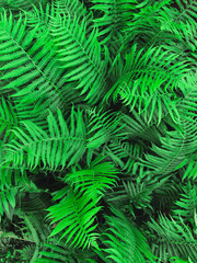 fern leaves