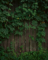 Climbing plants on a wooden fence