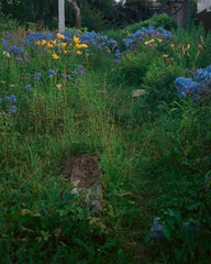 Blue and yellow flowers in the grass