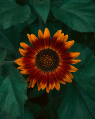 sunflower in the garden