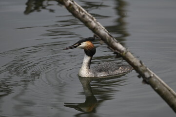 great crested grebe