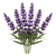 Fototapeta premium Beautiful Bunch of Lavender: A Stunning Floral Display with Vibrant Purple Elegance
