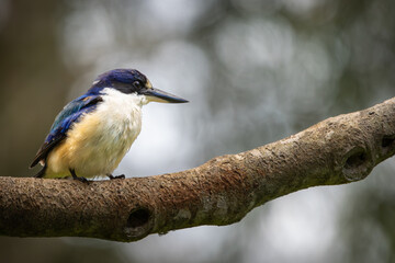 A Forest Kingfisher perched on a branch