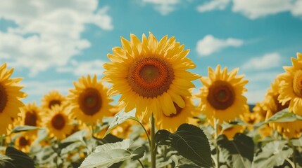 Obraz premium Sunflowers Bloom Bright Under A Summer Sky