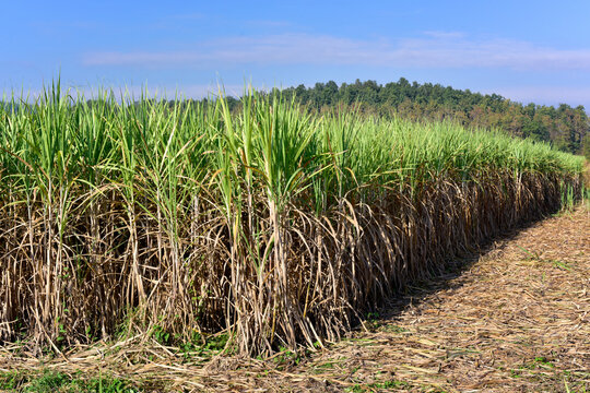 Sugarcane cutting, Sugarcane harvesting in the field, Nature background, Sugar industry, Sugarcane plantation