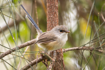 A Fairywren perched on a tree branch