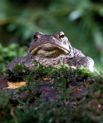 crapaud commun - Bufo bufo