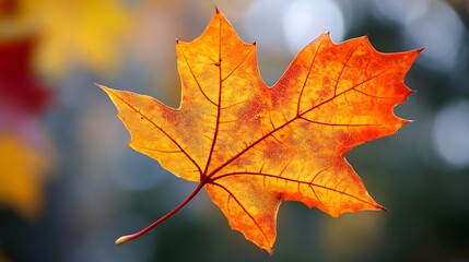 Fototapeta premium Vibrant Autumn Maple Leaf, Close-Up Nature Photography. AI Generated