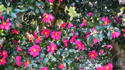 a red camellia in full bloom in December