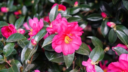 a red camellia in full bloom in December
