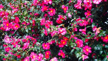 Fototapeta premium a red camellia in full bloom in December