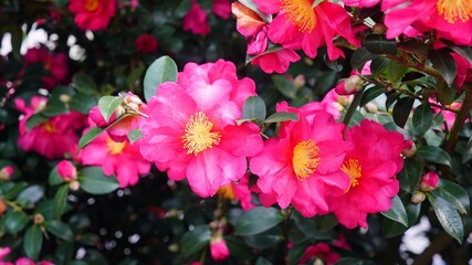 a red camellia in full bloom in December