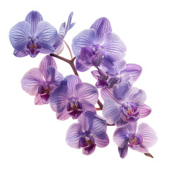 Naklejka premium Stunning Purple Orchid Blossom Arrangement Captured Against a Clean Background