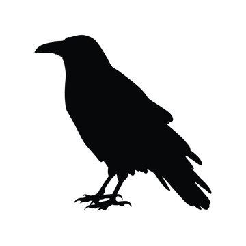 Crow black silhouette vector illustration