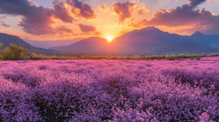 Sunset over blooming flowers in a mountain valley