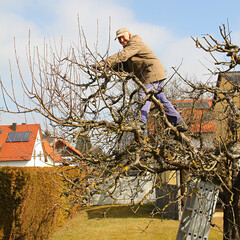 fit senior gardener during tree pruning, standing in the treetop in the garden