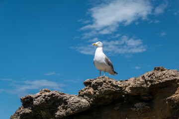 Gaivota pousada sobre uma rocha com um céu azul com algumas nuvens esparsas ao fundo