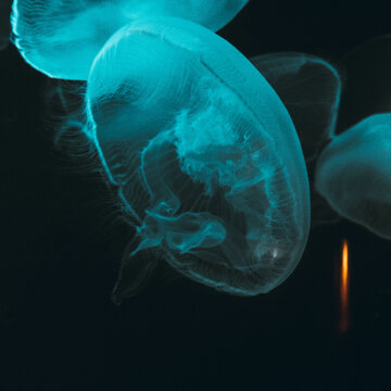M&eacute;duse rapproch&eacute;e bleue, fond sombre abyssal bioluminescence, aquarium, profondeurs oc&eacute;anique.