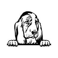 Peeking Puppy Basset Hound - Dog Breed, Puppy Breed Vector File, detailed vector