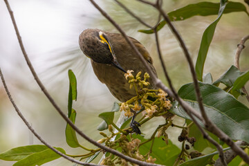 A Yellow-faced Honeyeater feeding from a flower