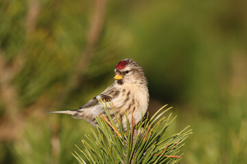 Common Redpoll