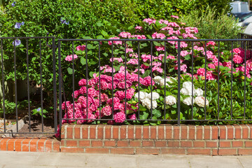 Gartenzaun und blühende Hortensien (Hydrangea) in einem Garten, Deutschland
