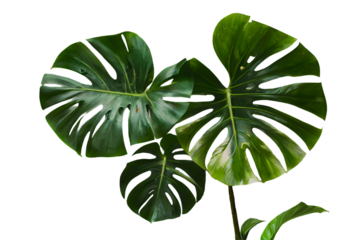 Monstera tree plant leaf on transparent background isolate die cut cut out png file, for decorated and graphic design resource