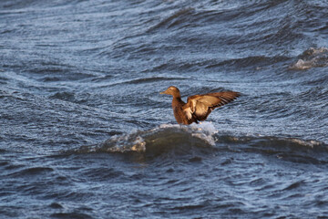 Common Eider